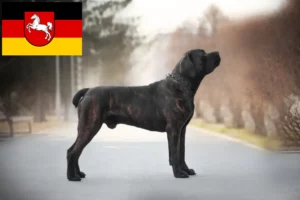 Lees meer over het artikel Boerboel fokkers en pups in Nedersaksen