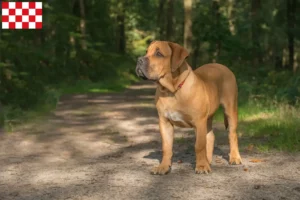 Lees meer over het artikel Boerboel fokkers en pups in Noord-Brabant