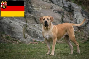 Lees meer over het artikel Boerboel fokkers en pups in Rijnland-Palts