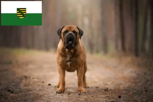 Lees meer over het artikel Boerboel fokkers en puppies in Saksen