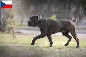 Lees meer over het artikel Boerboel fokkers en puppies in Tsjechië