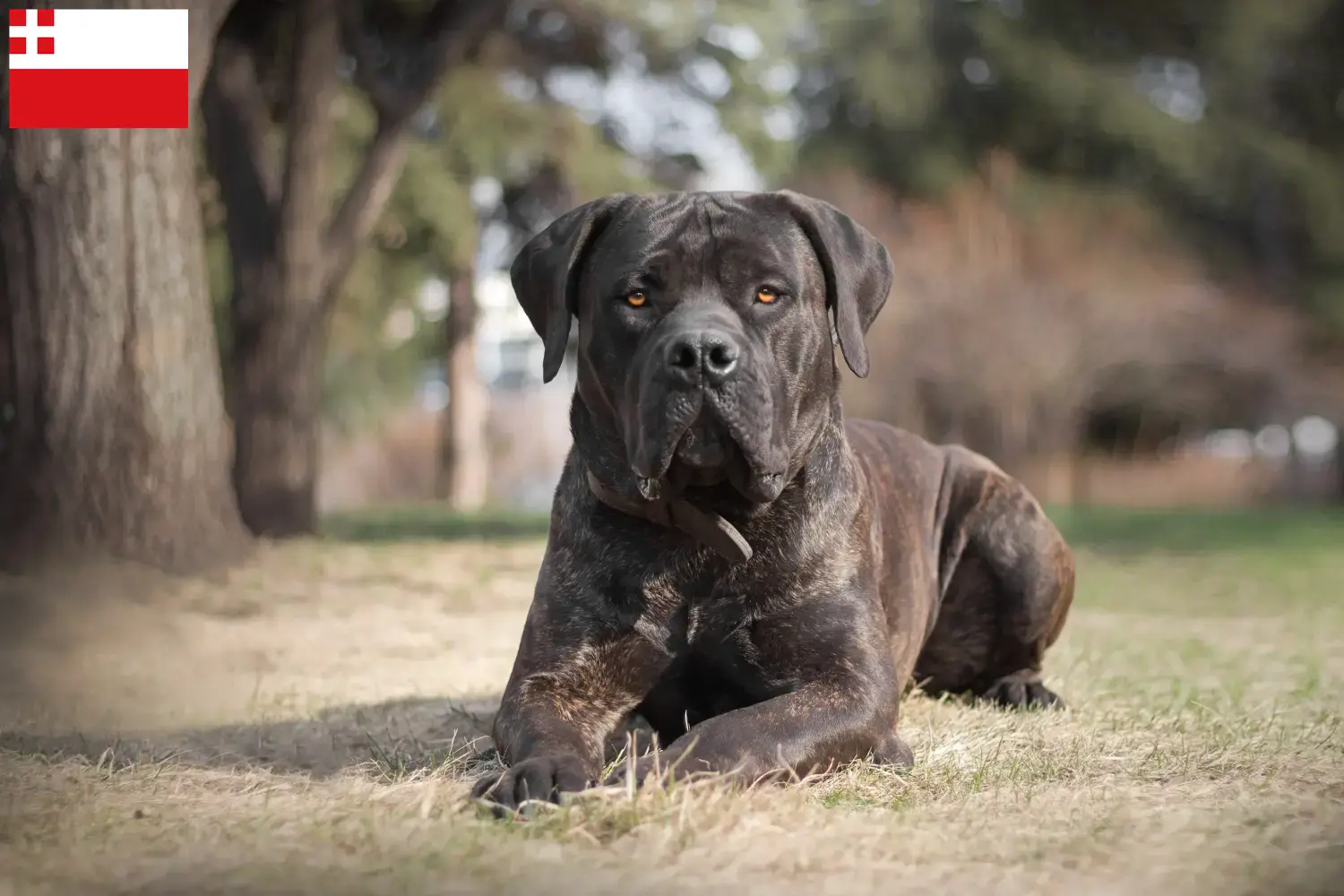 Lees meer over het artikel Boerboel fokkers en puppies in Utrecht