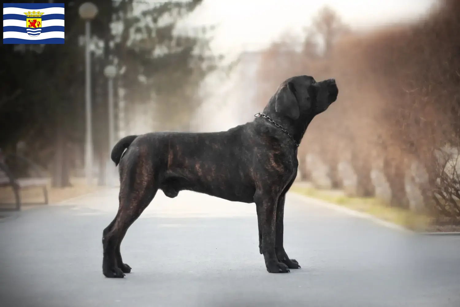 Lees meer over het artikel Boerboel fokkers en pups in Zeeland