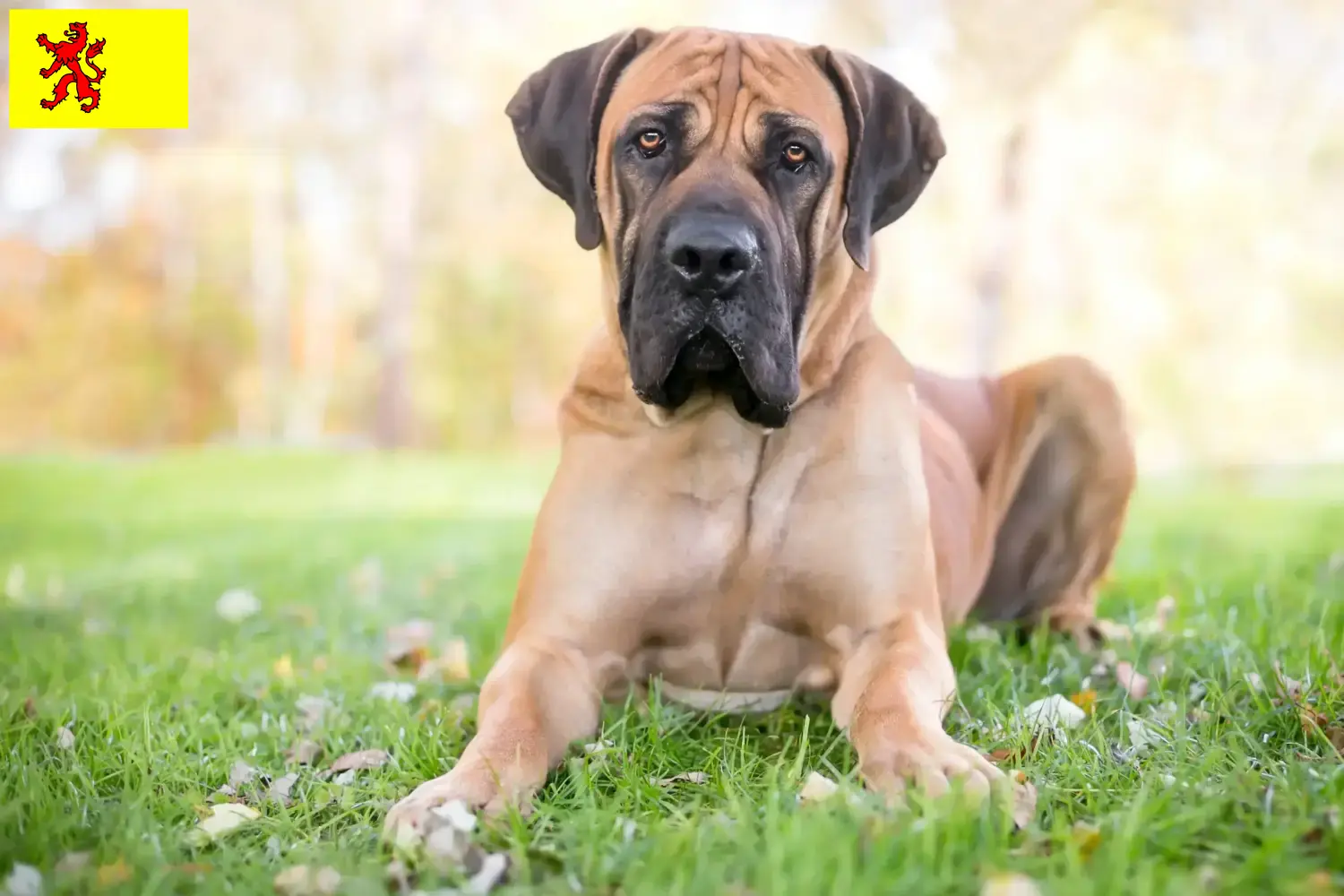 Boerboel puppies en fokkers Zuid-Holland Hier vind je Boerboels fokkers in Zuid-Holland.