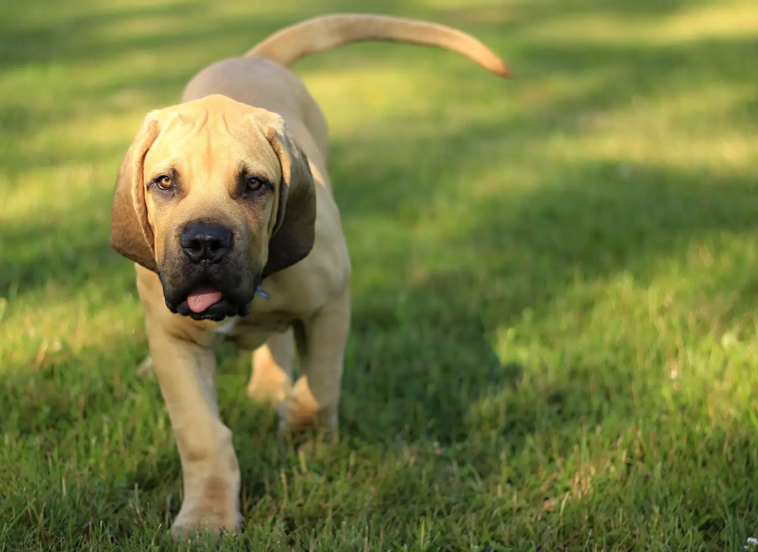Een Boerboel puppy kopen betekent verantwoordelijkheid nemen! Boerboel puppy's kopen.