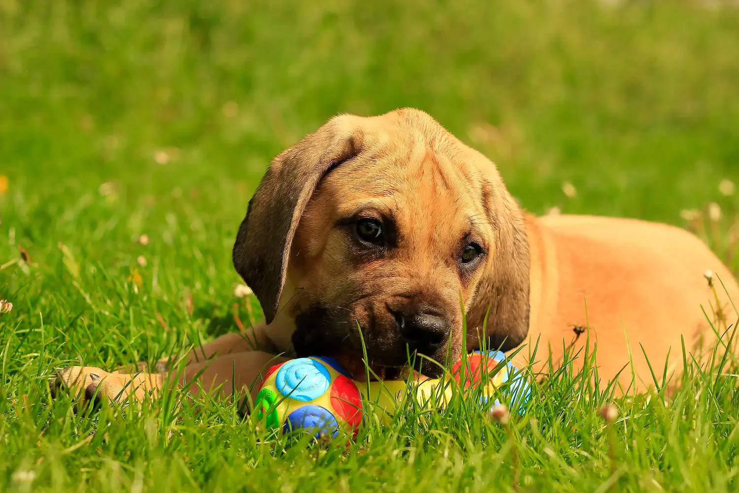 Een Boerboel puppy kopen betekent verantwoordelijkheid nemen! Boerboel puppy's kopen.