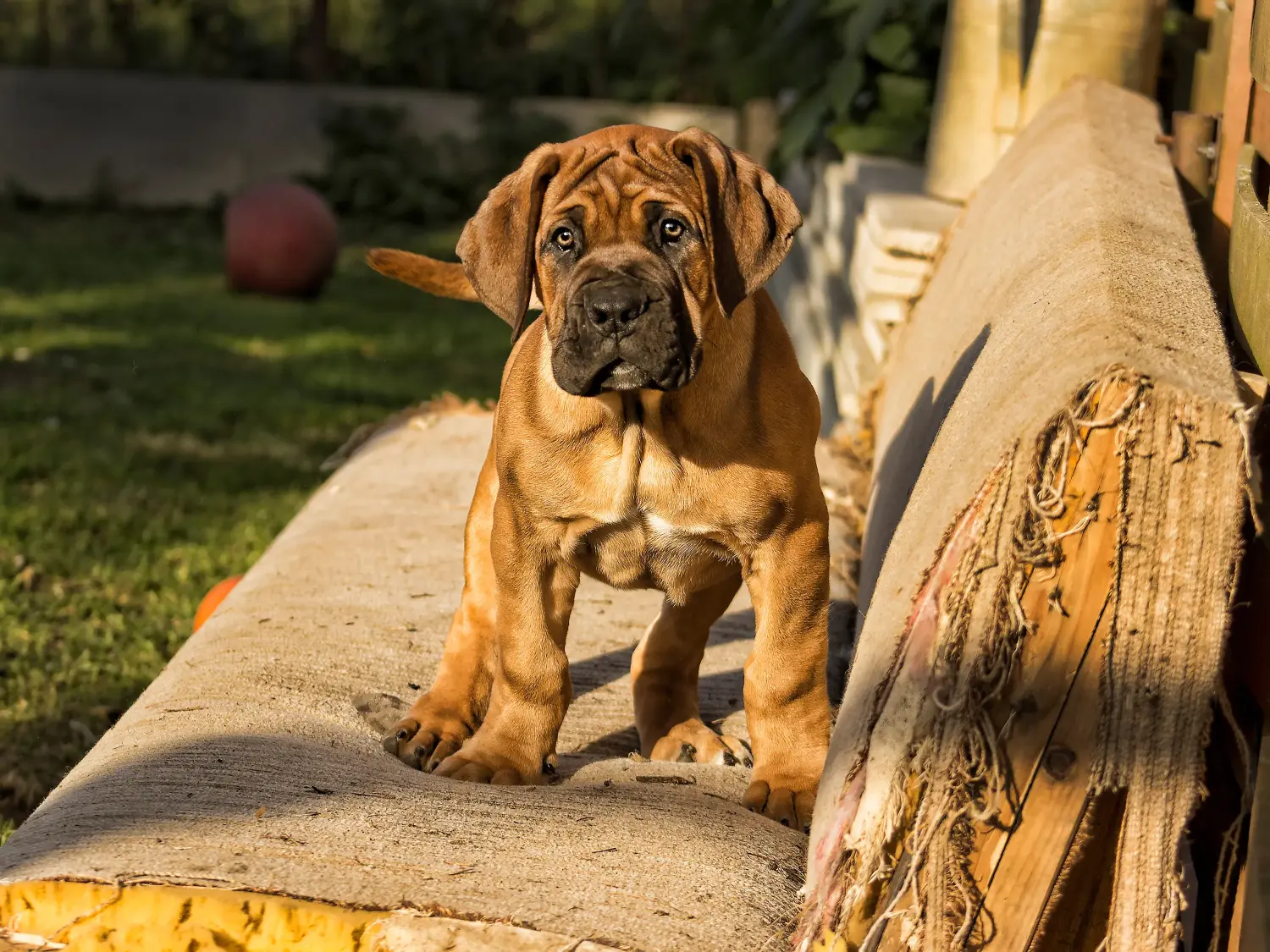 Een Boerboel puppy kopen betekent verantwoordelijkheid nemen! Boerboel puppy's kopen.