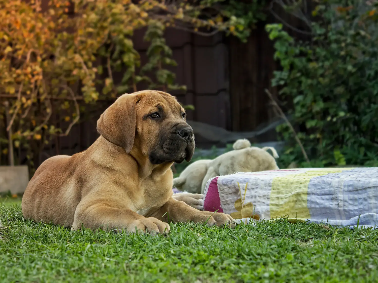 Een Boerboel puppy kopen betekent verantwoordelijkheid nemen! Boerboel puppy's kopen.