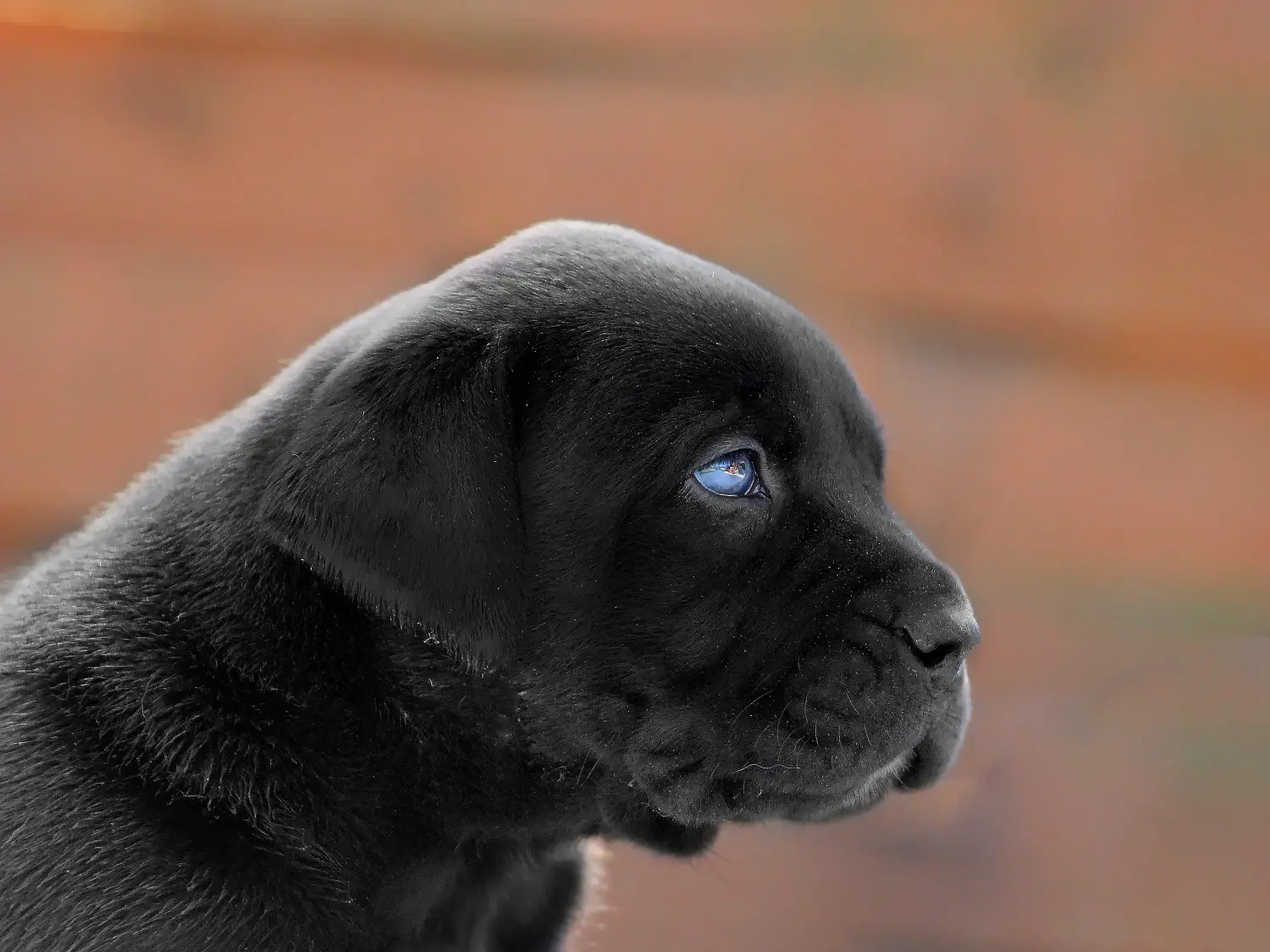 Een Boerboel puppy kopen betekent verantwoordelijkheid nemen! Boerboel puppy's kopen.