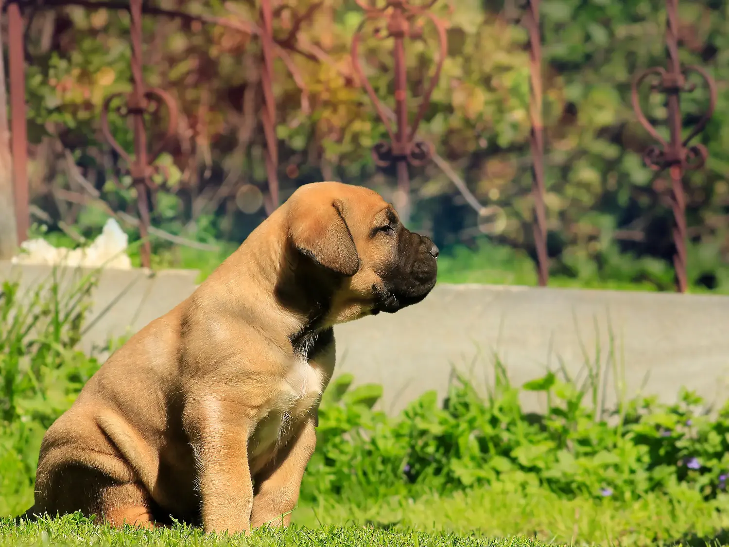 Een Boerboel puppy kopen betekent verantwoordelijkheid nemen! Boerboel puppy's kopen.