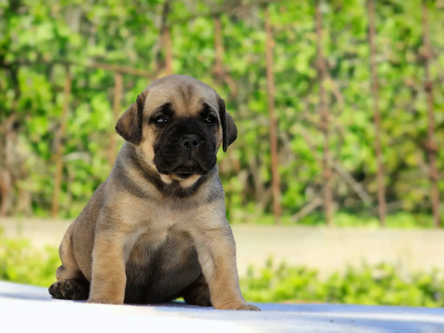 Een Boerboel puppy kopen betekent verantwoordelijkheid nemen! Boerboel puppy's kopen.