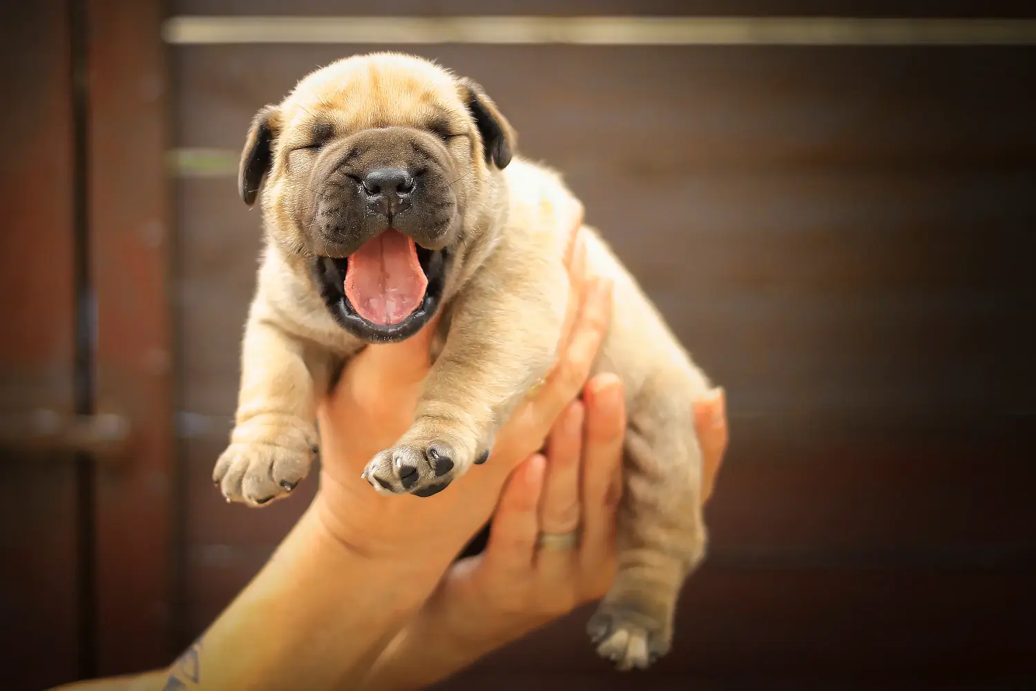 Een Boerboel puppy kopen betekent verantwoordelijkheid nemen! Boerboel puppy's kopen.