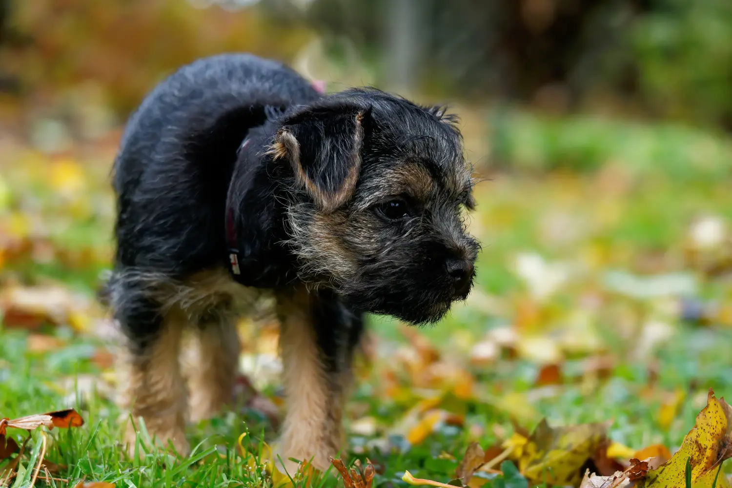 Een Border Terriër puppy kopen betekent verantwoordelijkheid nemen! Border Terrier puppy kopen.
