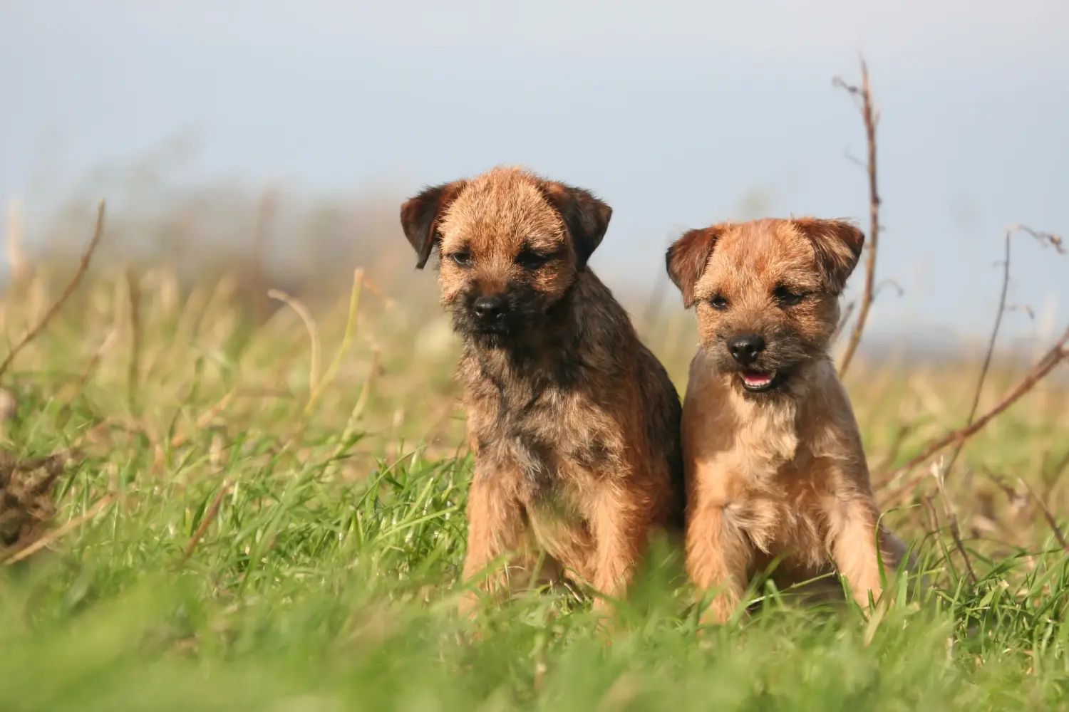 Een Border Terriër puppy kopen betekent verantwoordelijkheid nemen! Border Terrier puppy kopen.