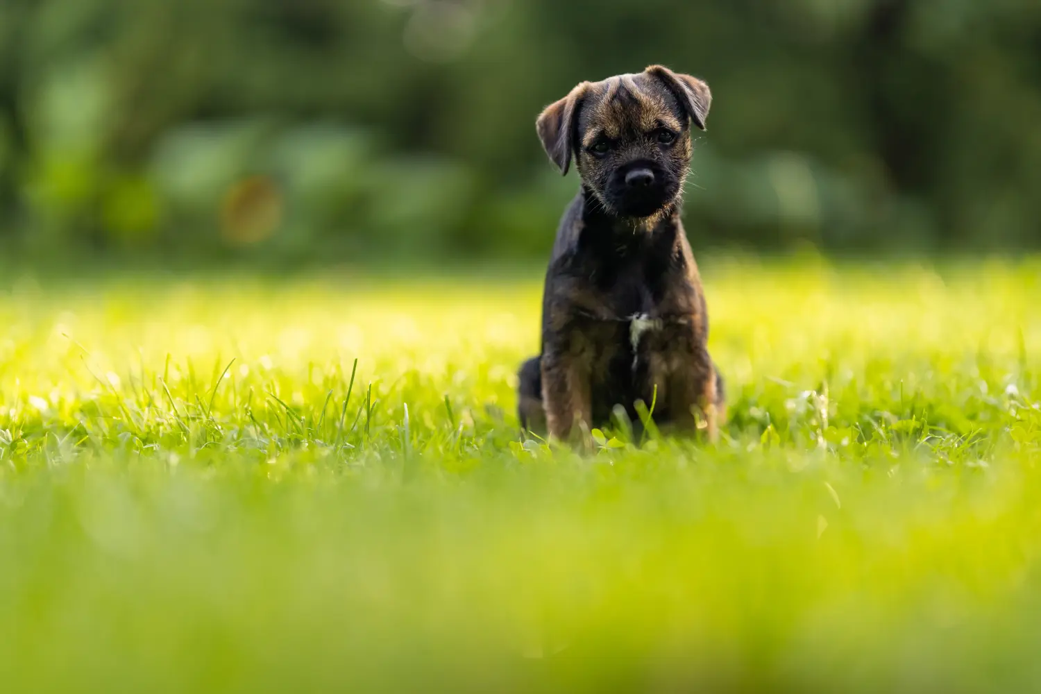 Een Border Terriër puppy kopen betekent verantwoordelijkheid nemen! Border Terrier puppy kopen.