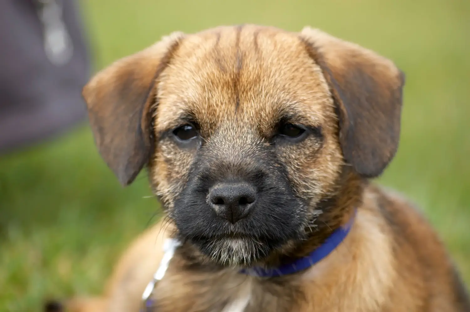 Een Border Terriër puppy kopen betekent verantwoordelijkheid nemen! Border Terrier puppy kopen.