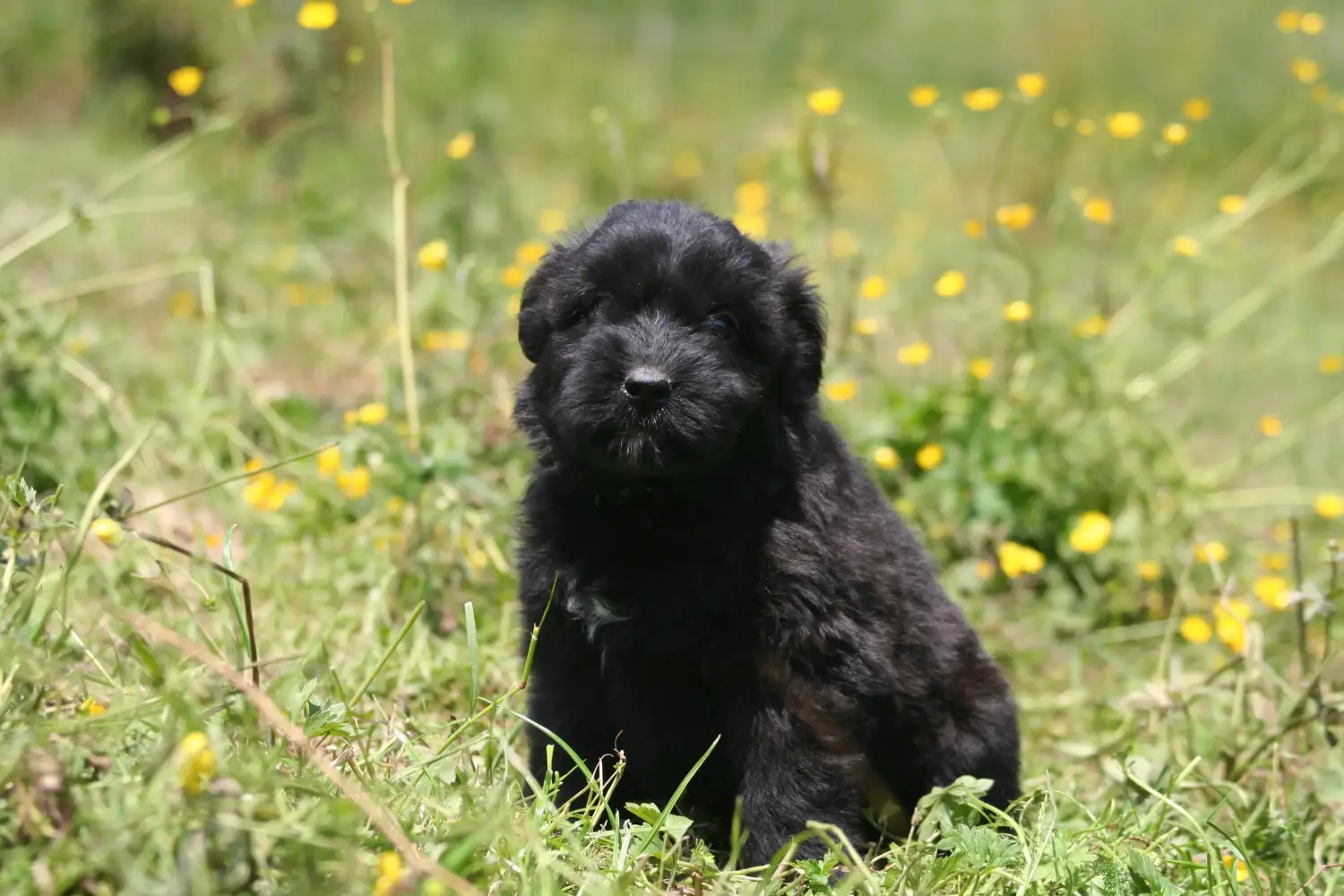 Een Bouvier des Flandres puppy kopen betekent verantwoordelijkheid nemen! Bouvier des Flandres puppy's kopen.