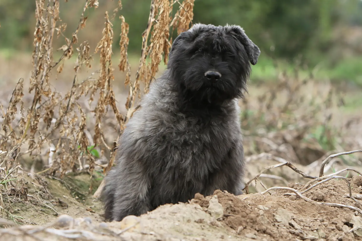 Een Bouvier des Flandres puppy kopen betekent verantwoordelijkheid nemen! Bouvier des Flandres puppy's kopen.