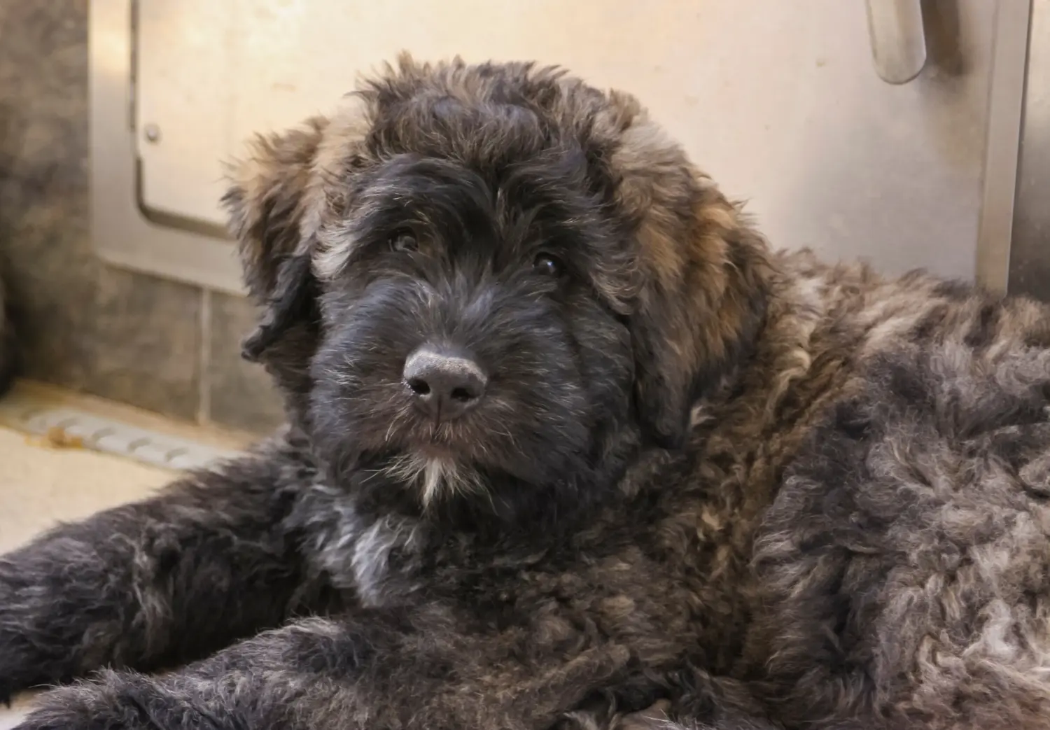 Een Bouvier des Flandres puppy kopen betekent verantwoordelijkheid nemen! Bouvier des Flandres puppy's kopen.