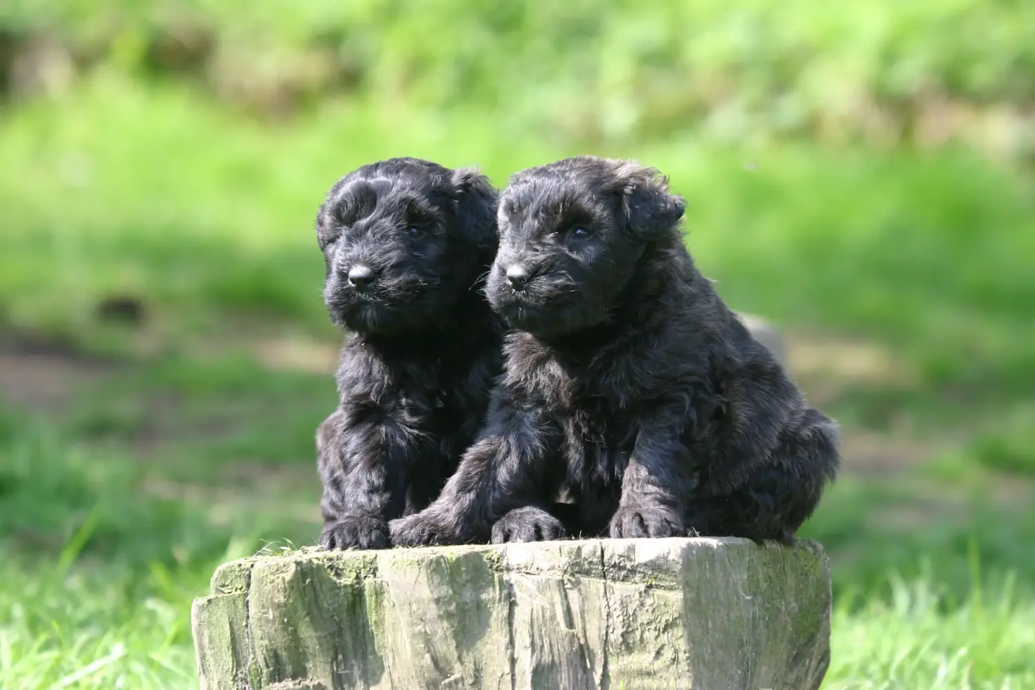 Een Bouvier des Flandres puppy kopen betekent verantwoordelijkheid nemen! Bouvier des Flandres puppy's kopen.