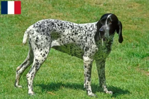 Lees meer over het artikel Braque d’Auvergne fokkers en puppies in Frankrijk