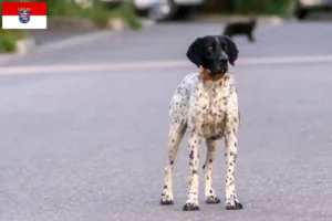 Lees meer over het artikel Braque d’Auvergne fokkers en puppies in Hessen