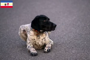Lees meer over het artikel Braque d’Auvergne fokkers en pups in Mecklenburg-Vorpommern