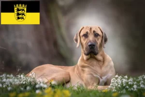 Lees meer over het artikel Broholmer fokkers en pups in Baden-Württemberg