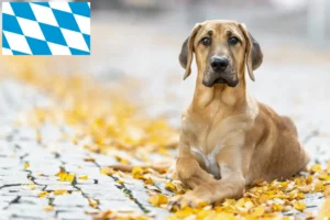 Lees meer over het artikel Broholmer fokkers en pups in Beieren