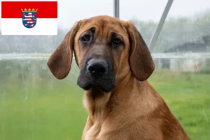 Lees meer over het artikel Broholmer fokkers en pups in Hessen