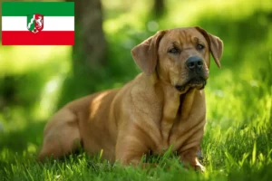 Lees meer over het artikel Broholmer fokkers en pups in Noordrijn-Westfalen