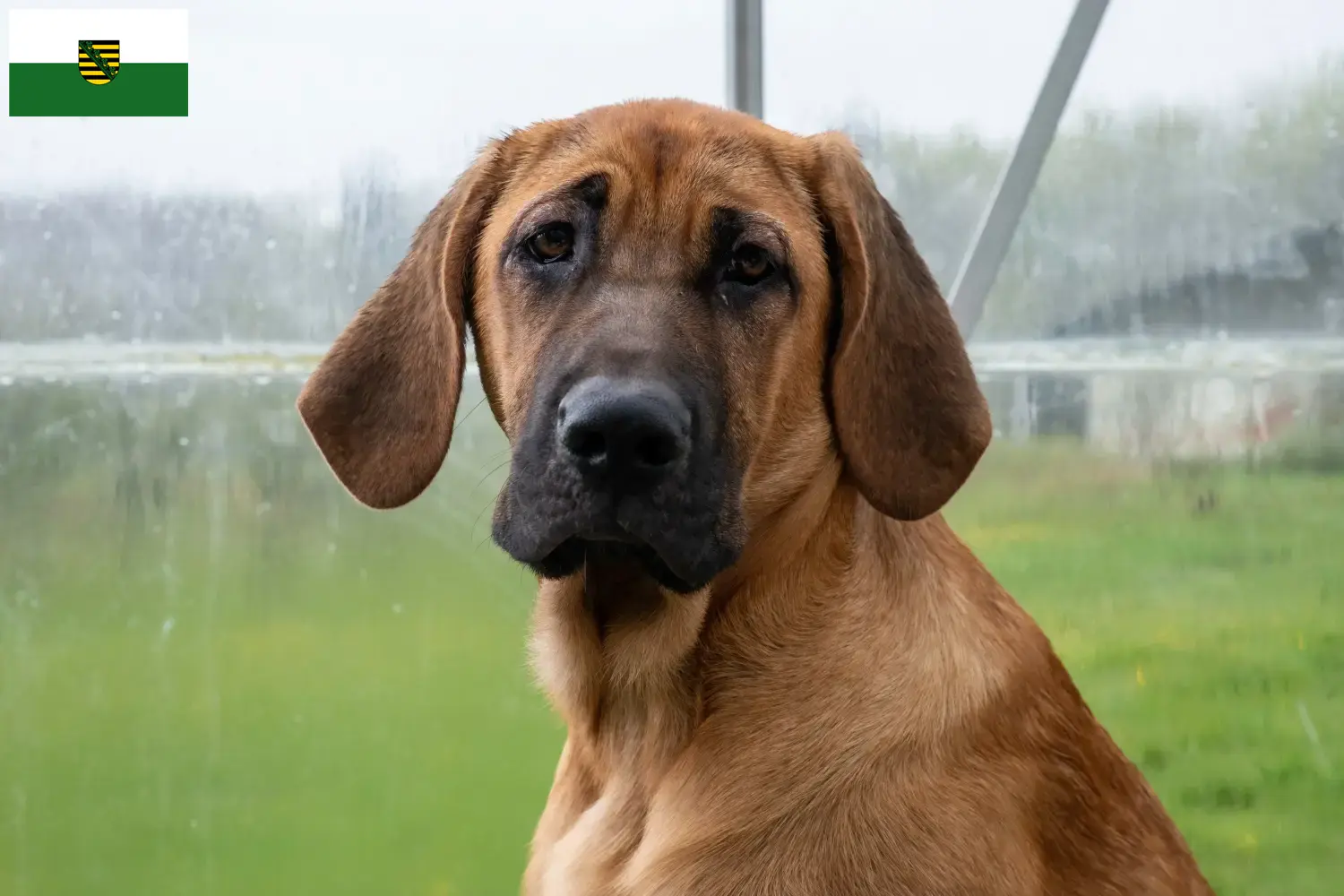 Lees meer over het artikel Broholmer fokkers en pups in Saksen