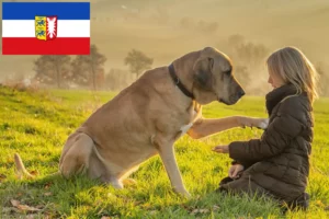 Lees meer over het artikel Broholmer fokkers en pups in Sleeswijk-Holstein