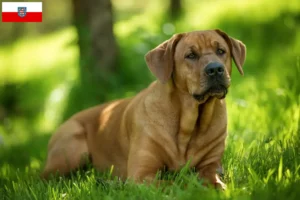Lees meer over het artikel Broholmer fokkers en pups in Thüringen