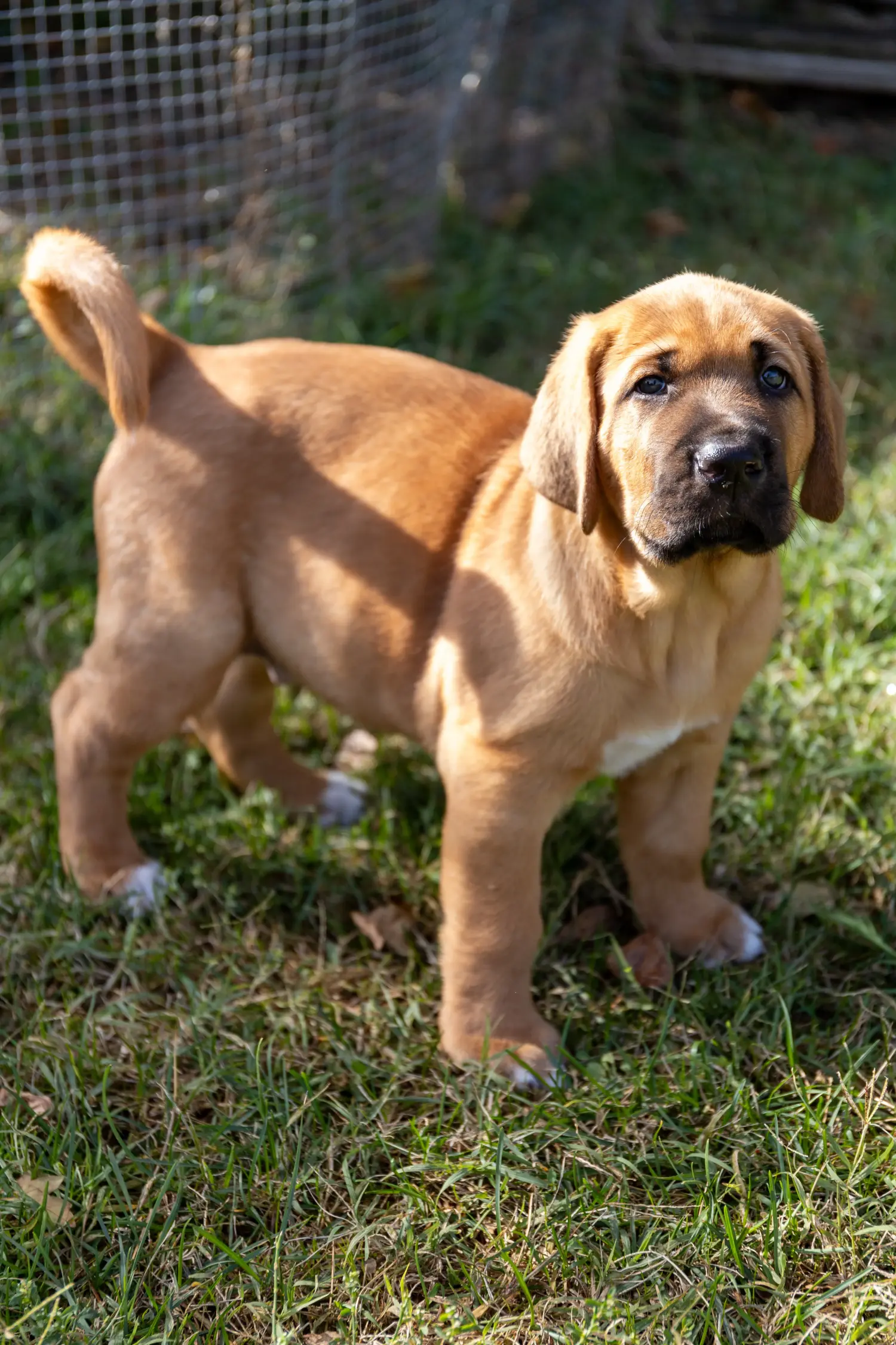 Een Broholmer puppy kopen betekent verantwoordelijkheid nemen! Broholmer puppy's kopen.