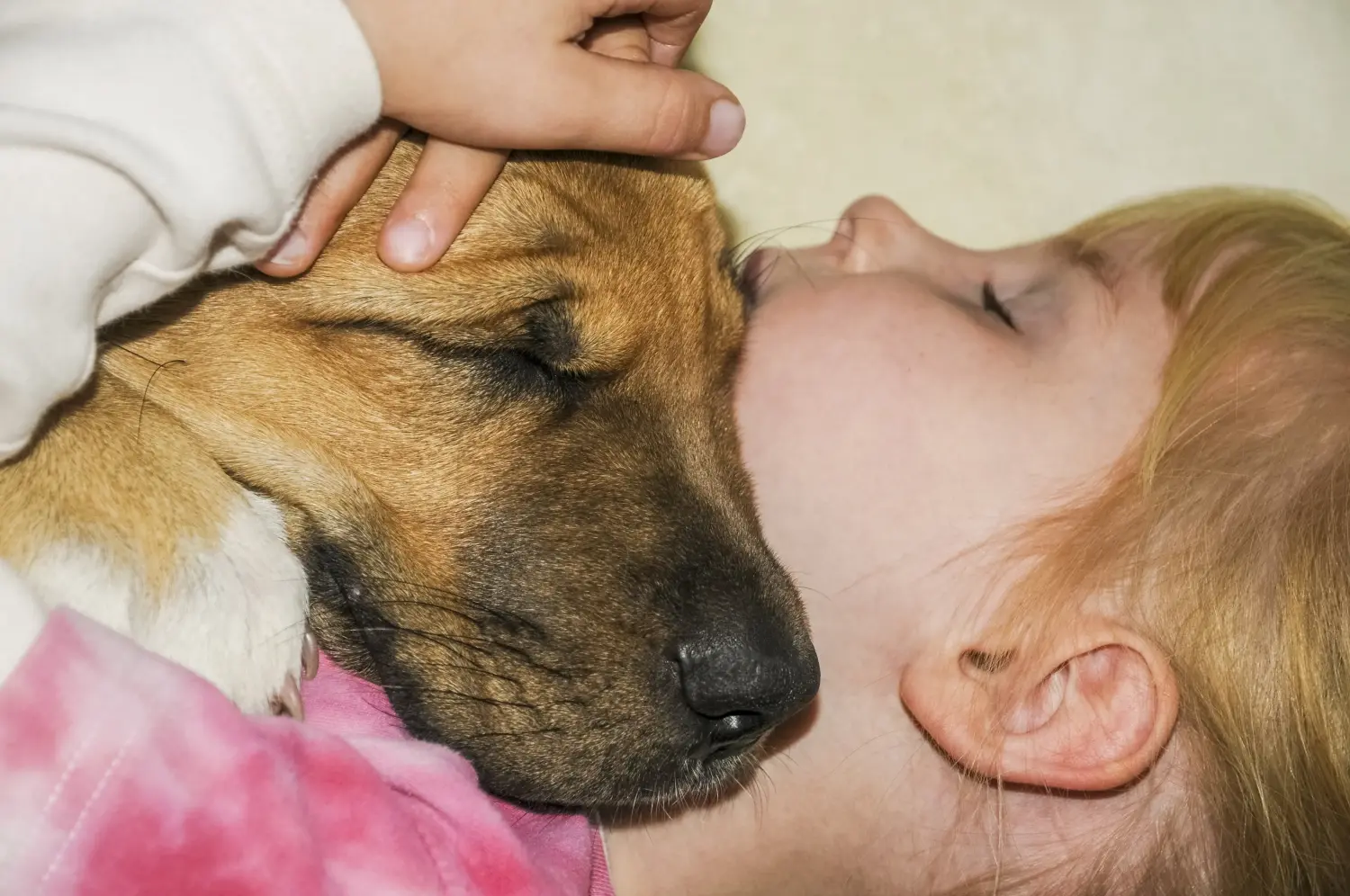 Een Broholmer puppy kopen betekent verantwoordelijkheid nemen! Broholmer puppy's kopen.
