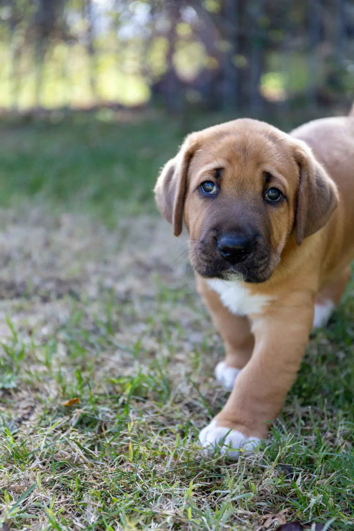Een Broholmer puppy kopen betekent verantwoordelijkheid nemen! Broholmer puppy's kopen.