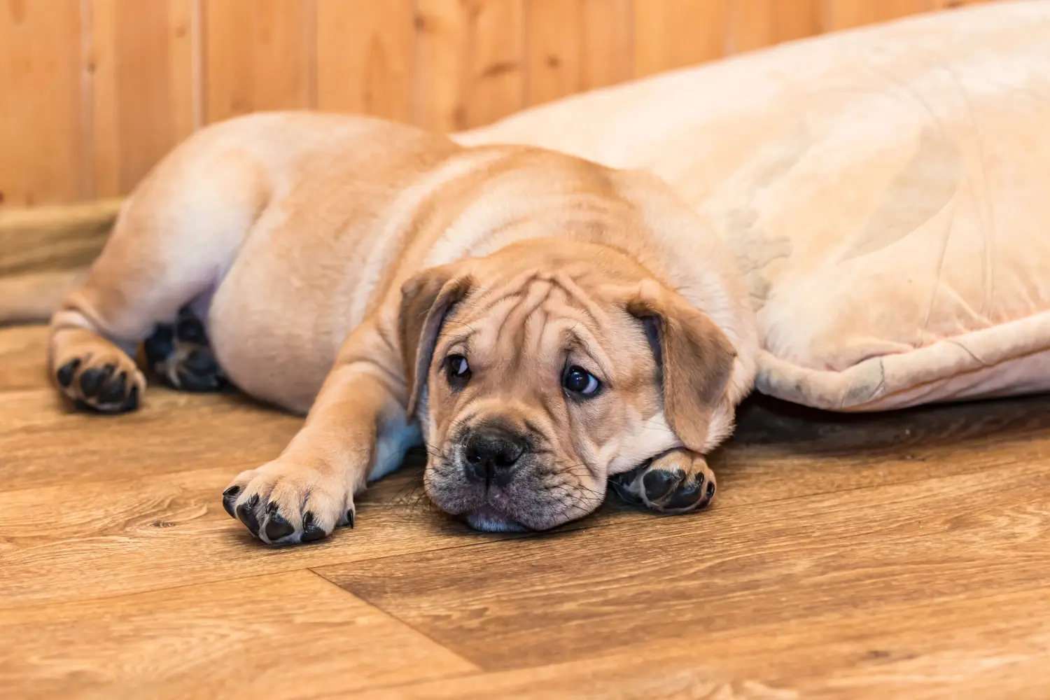 Een Ca de Bou puppy kopen betekent verantwoordelijkheid nemen! Ca de Bou puppy's kopen.