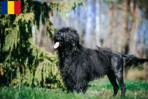 Lees meer over het artikel Cão de Agua português fokkers en puppies in Roemenië
