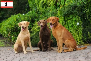 Lees meer over het artikel Chesapeake Bay Retriever fokkers en puppies in Berlijn