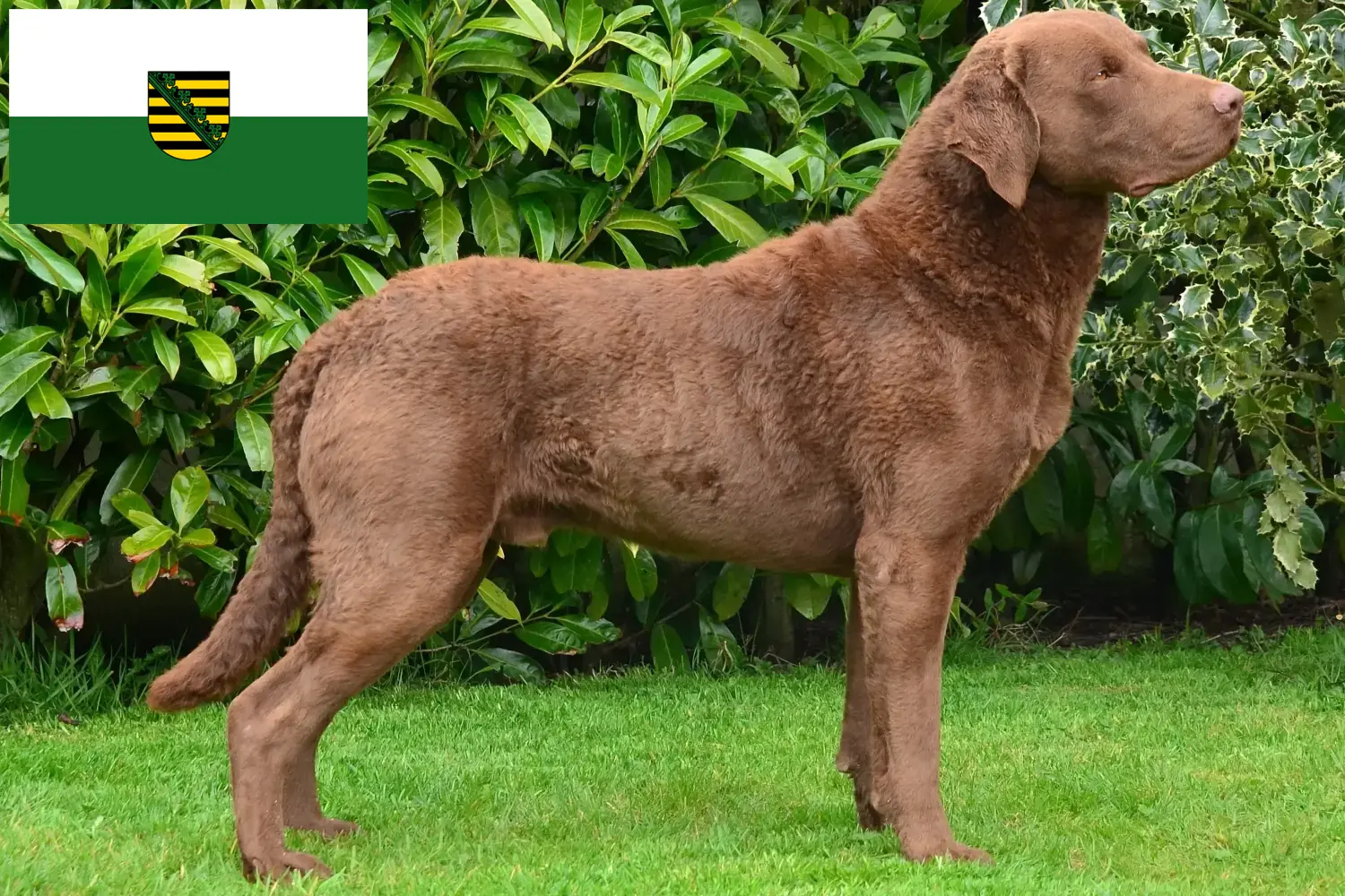 Chesapeake Bay Retriever puppies en fokkers Saksen Hier vind je Chesapeake Bay Retriever fokkers in Saksen.