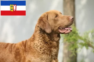 Lees meer over het artikel Chesapeake Bay Retriever fokkers en puppies in Sleeswijk-Holstein