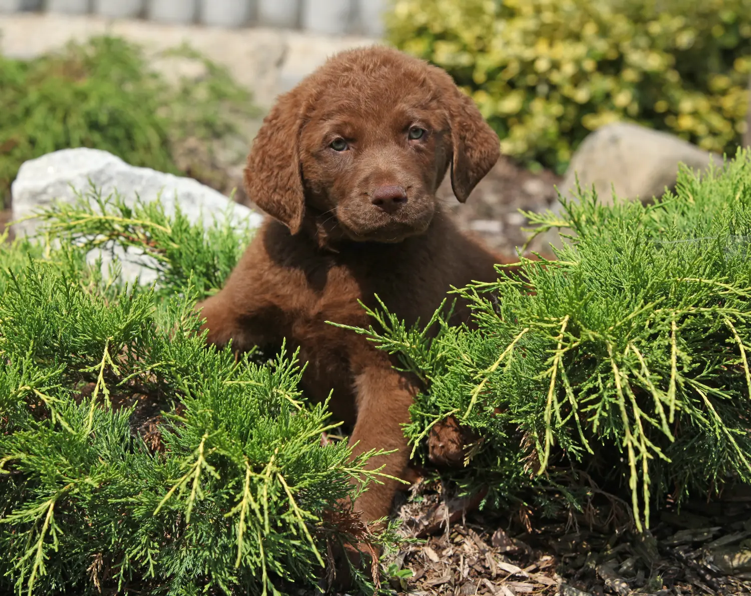 Een Chesapeake Bay Retriever puppy kopen betekent verantwoordelijkheid nemen! Chesapeake Bay Retriever puppy kopen.