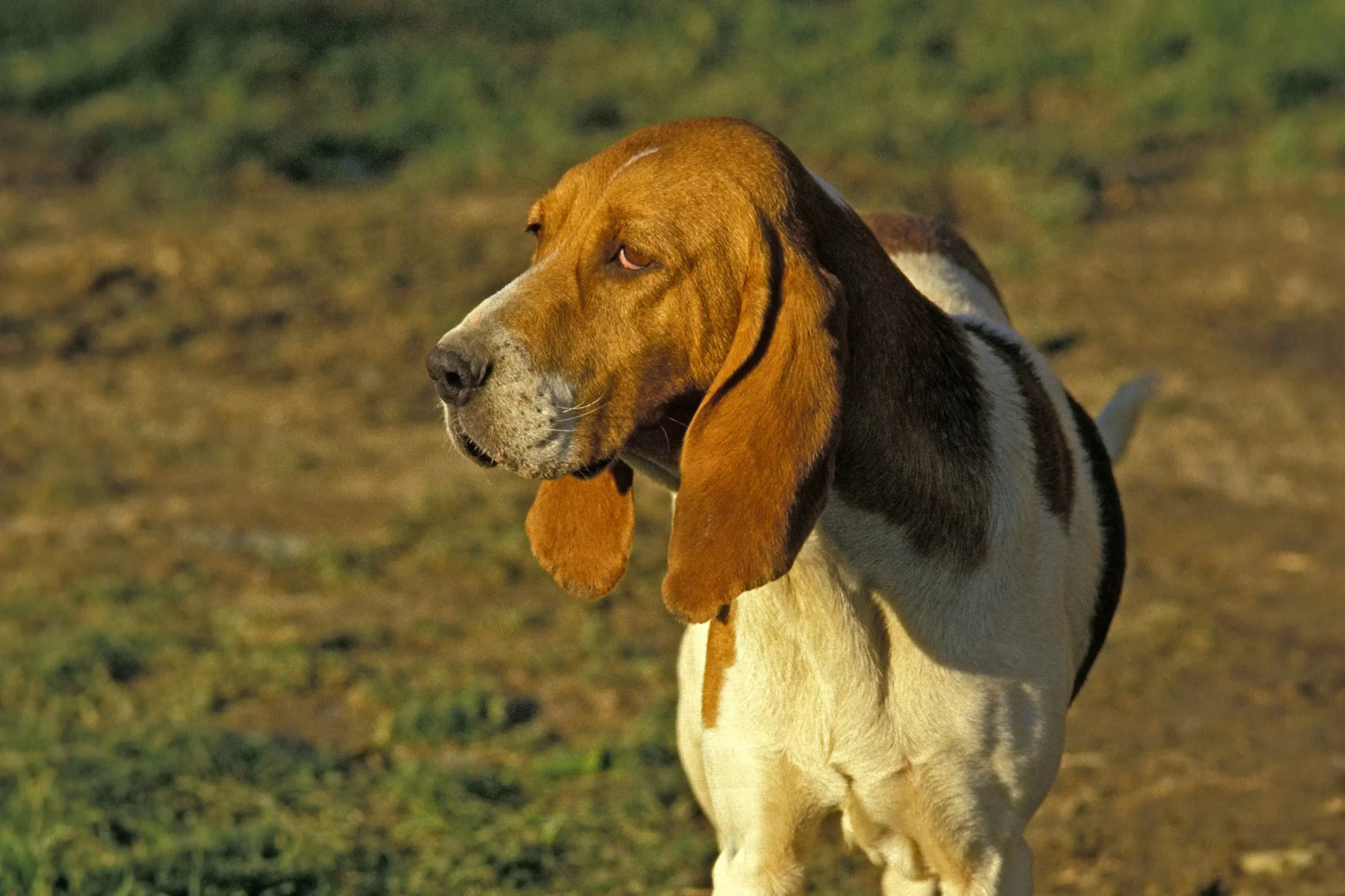 Lees meer over het artikel Chien d’Artois fokker