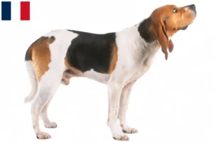 Lees meer over het artikel Chien d’Artois fokkers en pups in Frankrijk