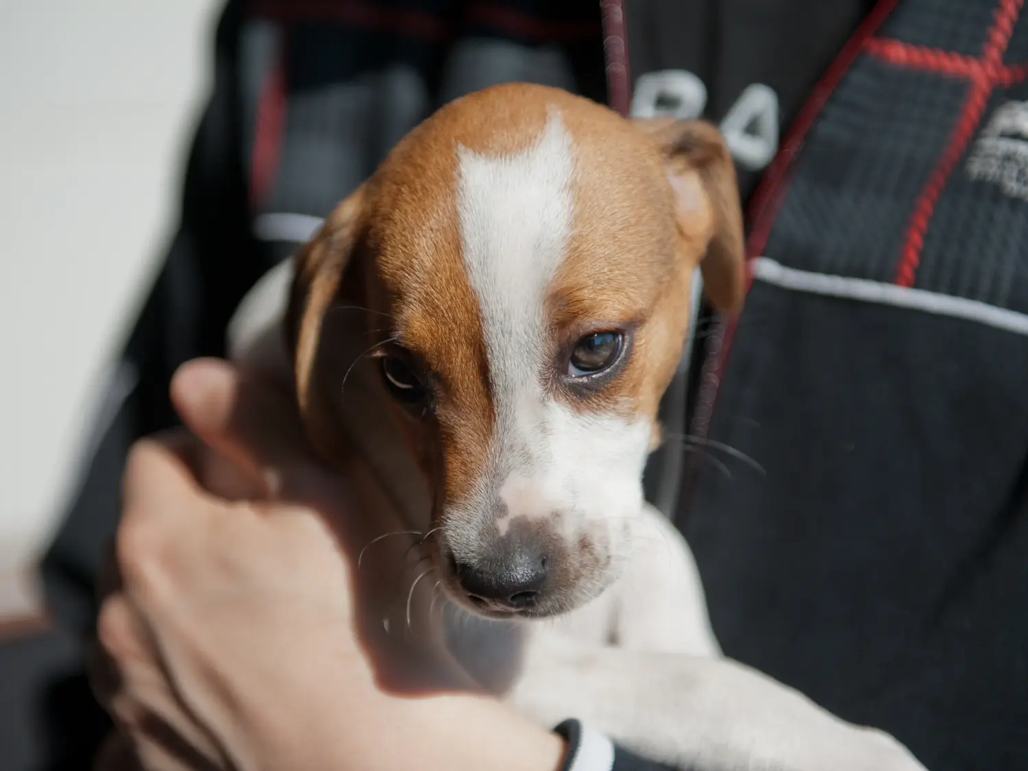 Een Deens-Zweedse boerderijhond puppy kopen betekent verantwoordelijkheid nemen! Deens-Zweedse Boerenhond puppy kopen.