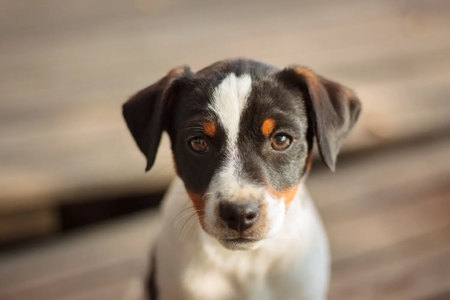 Een Deens-Zweedse boerderijhond puppy kopen betekent verantwoordelijkheid nemen! Deens-Zweedse Boerenhond puppy kopen.