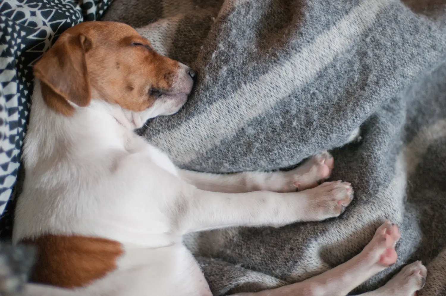 Een Deens-Zweedse boerderijhond puppy kopen betekent verantwoordelijkheid nemen! Deens-Zweedse Boerenhond puppy kopen.