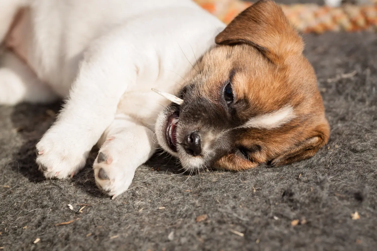 Een Deens-Zweedse boerderijhond puppy kopen betekent verantwoordelijkheid nemen! Deens-Zweedse Boerenhond puppy kopen.