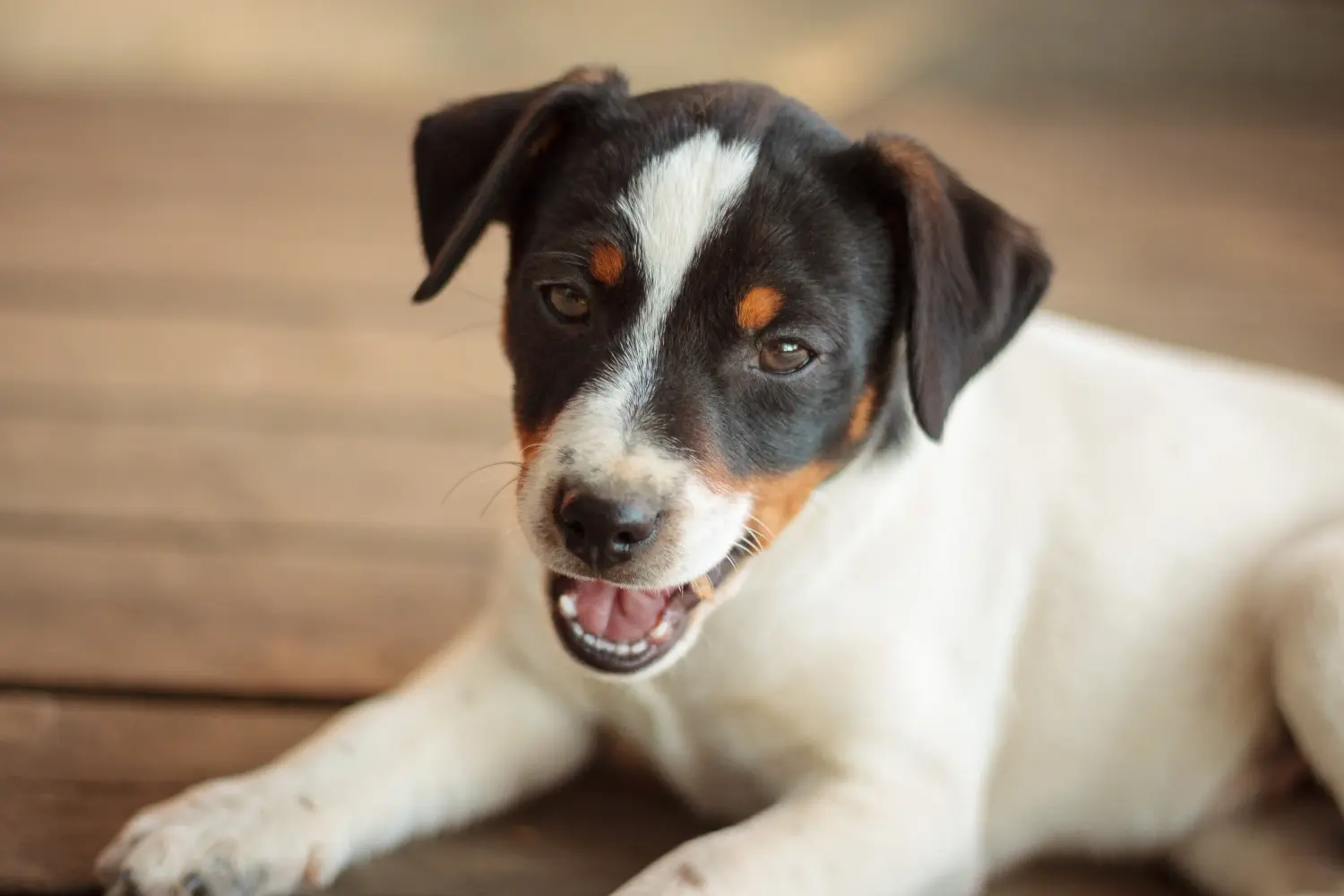 Een Deens-Zweedse boerderijhond puppy kopen betekent verantwoordelijkheid nemen! Deens-Zweedse Boerenhond puppy kopen.